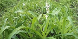 Safed Musli Contract Farming