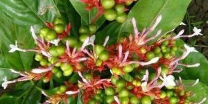 SARPGANDHA CONTRACT FARMING