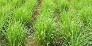 Shatavari Contract Farming