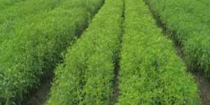 Sim Pushti Contract Farming