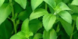 Stevia Contract Farming