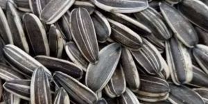 Sunflower Seeds
