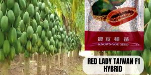 Taiwan Red Lady 786 Papaya Seeds