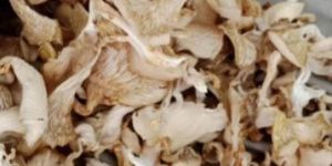Dry Oyster Mushroom