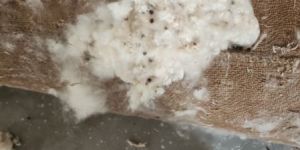 Kapok Silk Cotton Pillow Fibers