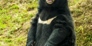 Sitting Asiatic Black Bear Nature Digital Canvas Painting