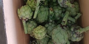 Artichoke
