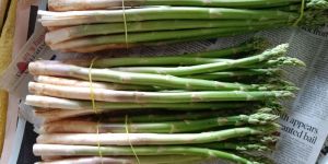 Asparagus