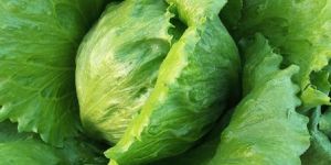 Fresh Iceberg Lettuce