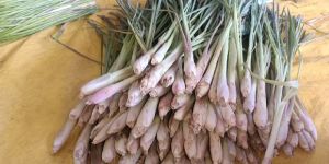 Lemongrass