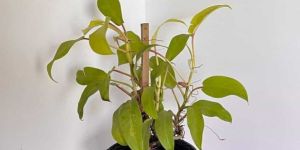 Philodendron Plant