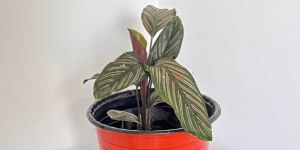 Pin Stripe Calathea Plant
