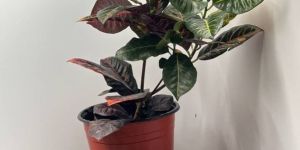 Red Croton Plant