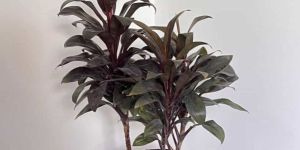 Red Dracaena Plants