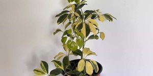 Schefflera Plant