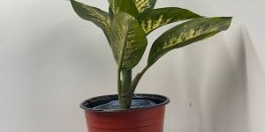 Topic Sona White Plant