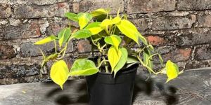 Variegated Money Plant