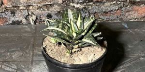 Variegated Snake Plant