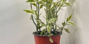 Varigeated Dracaena Plant