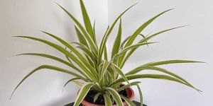 White Spider Plant