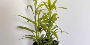 Yellow Lucky Bamboo Plant