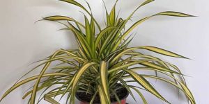 Yellow Spider Plant