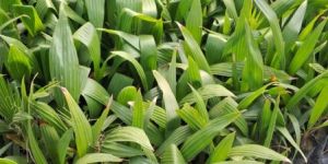 Washingtonia Palm Plant