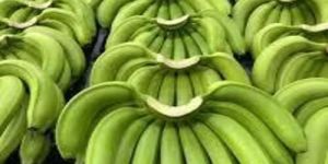 Cavendish Bananas
