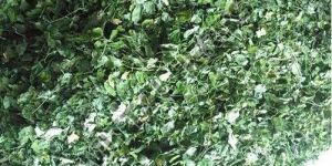 Moringa Leaves