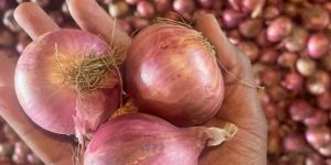 Fresh Nashik Red Onion