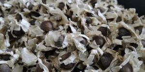 Moringa Seeds