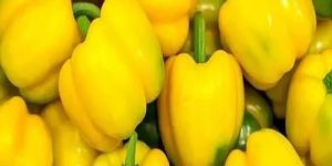 A Grade Yellow Bell Pepper