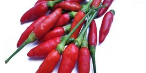 Red Bird Eye Chilli