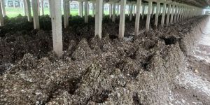 Bio-Tech Grade Poultry Manure