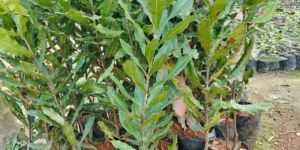 Green Macadamia Nut Plant