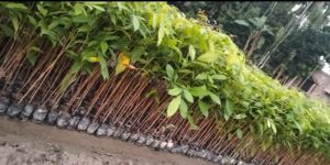 Green Well Drained African Mahogany Plant