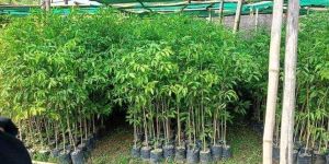 Natural Green Agarwood Plant