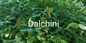 Natural Green Cinnamon Seedling Plant