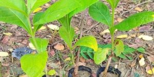 Natural Green Teak Plant