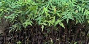 Well Drained Green Neem Plant