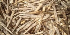 Well Drained Green Teak Stamp Plant