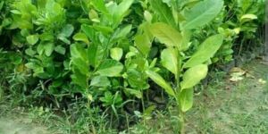 Well Watered Green Seedless Lemon Plant