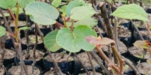 Well Watered Kiwi Fruit Plant