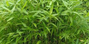 Well Watered Natural Tulda Bamboo Plant