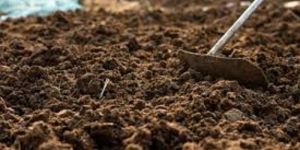 Organic Cow Dung Manure