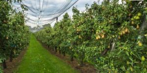 Shade Net House for Pear Orchard Structure