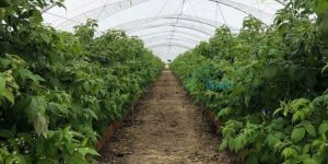 Single Tunnel Polyhouse