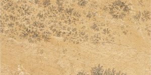 Mint Fossil Sandstone