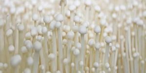 Enoki Mushroom