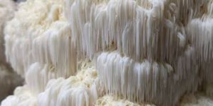 Lions Mane Mushroom
